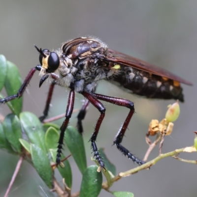 Unidentified Robber fly (Asilidae) at Mongarlowe, NSW - 28 Jan 2024 by LisaH