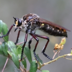 Unidentified Robber fly (Asilidae) at Mongarlowe, NSW - 28 Jan 2024 by LisaH