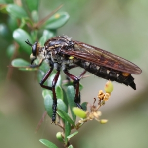 Chrysopogon muelleri at QPRC LGA - 28 Jan 2024