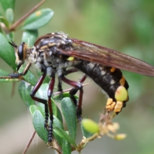 Chrysopogon muelleri at QPRC LGA - 28 Jan 2024