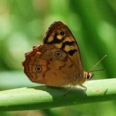 Heteronympha paradelpha (Spotted Brown) at Mongarlowe River - 28 Jan 2024 by LisaH