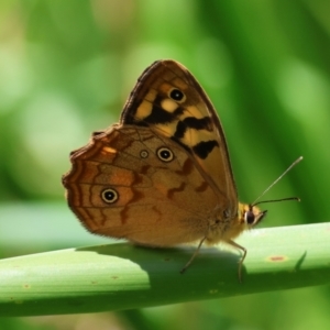 Heteronympha paradelpha at QPRC LGA - suppressed