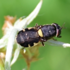 Odontomyia hunteri (Soldier fly) at QPRC LGA - 28 Jan 2024 by LisaH