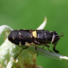 Odontomyia hunteri at QPRC LGA - 28 Jan 2024