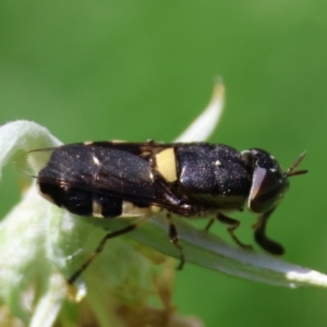 Odontomyia hunteri at QPRC LGA - suppressed