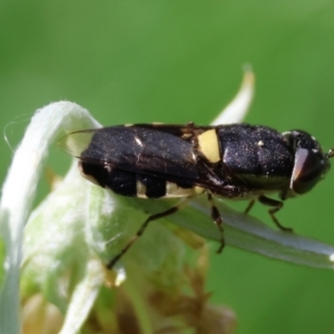 Odontomyia hunteri at QPRC LGA - 28 Jan 2024