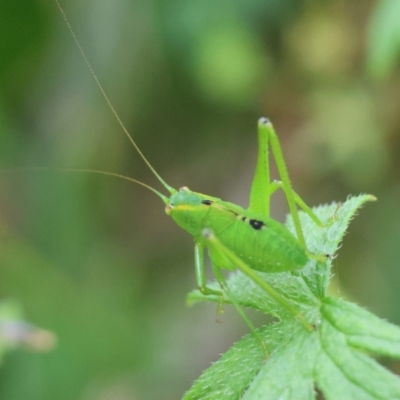 Caedicia sp. (genus) (Katydid) at Mongarlowe River - 28 Jan 2024 by LisaH