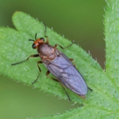 Inopus rubriceps (Sugarcane Soldier Fly) at QPRC LGA - 28 Jan 2024 by LisaH