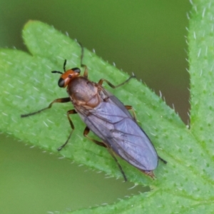 Inopus rubriceps at QPRC LGA - 28 Jan 2024