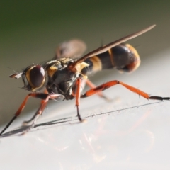 Unidentified Other true fly at Mongarlowe River - 28 Jan 2024 by LisaH