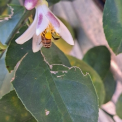 Apis mellifera (European honey bee) at Watson, ACT - 27 Jan 2024 by abread111