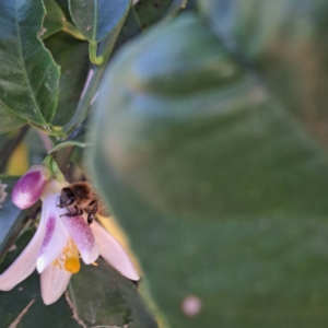 Apis mellifera at Watson, ACT - 27 Jan 2024