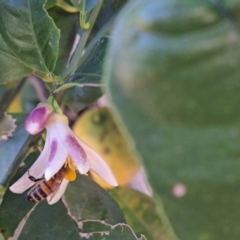 Apis mellifera at Watson, ACT - 27 Jan 2024