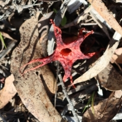 Aseroe rubra (Anemone Stinkhorn) at Mongarlowe, NSW - 28 Jan 2024 by LisaH