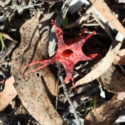 Aseroe rubra (Anemone Stinkhorn) at Mongarlowe River - 28 Jan 2024 by LisaH