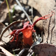 Aseroe rubra at QPRC LGA - 28 Jan 2024