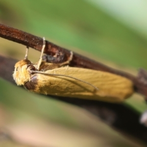 Oecophoridae (family) at QPRC LGA - suppressed