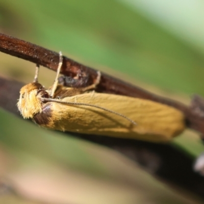 Oecophoridae (family) (Unidentified Oecophorid concealer moth) at Mongarlowe River - 28 Jan 2024 by LisaH