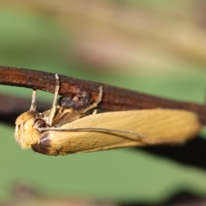 Oecophoridae (family) at QPRC LGA - suppressed