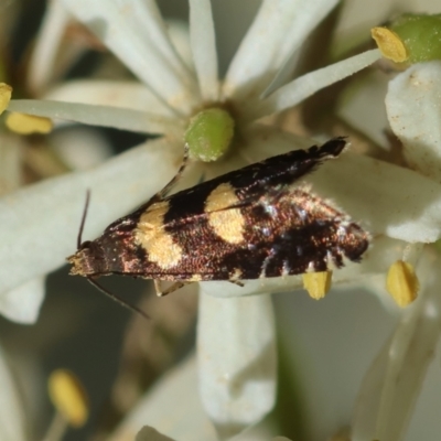 Glyphipterix chrysoplanetis (A Sedge Moth) at Mongarlowe, NSW - 28 Jan 2024 by LisaH