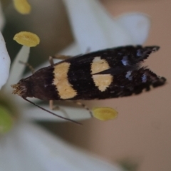 Glyphipterix chrysoplanetis at QPRC LGA - suppressed