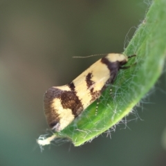 Olbonoma triptycha (Chezela Group) at Hughes Grassy Woodland - 29 Jan 2024 by LisaH