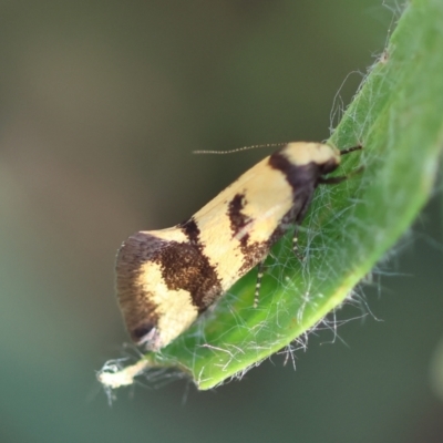 Olbonoma triptycha (Chezela Group) at Hughes, ACT - 29 Jan 2024 by LisaH