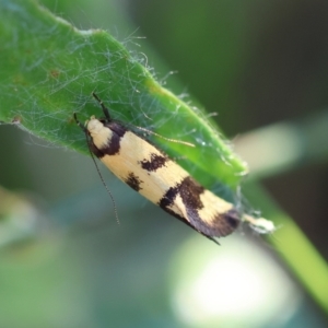 Olbonoma triptycha at Hughes Grassy Woodland - 29 Jan 2024 07:02 PM