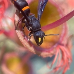 Hylaeus (Analastoroides) foveatus at ANBG - 29 Jan 2024 by PeterA