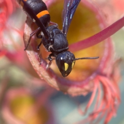 Hylaeus (Analastoroides) foveatus at Acton, ACT - 29 Jan 2024 by PeterA