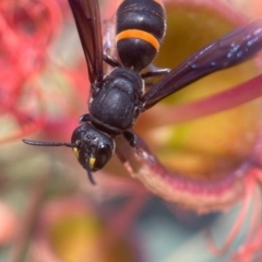 Hylaeus (Analastoroides) foveatus at ANBG - 29 Jan 2024