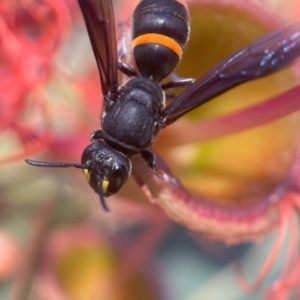 Hylaeus (Analastoroides) foveatus at ANBG - 29 Jan 2024 09:27 PM
