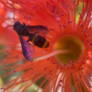 Hylaeus (Analastoroides) foveatus at ANBG - 29 Jan 2024