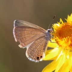 Nacaduba biocellata (Two-spotted Line-Blue) at Hughes, ACT - 29 Jan 2024 by LisaH