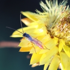 Ichneumonoidea (Superfamily) (A species of parasitic wasp) at Hughes, ACT - 29 Jan 2024 by LisaH