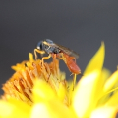 Ichneumonoidea (Superfamily) at Red Hill to Yarralumla Creek - 29 Jan 2024