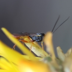 Ichneumonoidea (Superfamily) at Red Hill to Yarralumla Creek - 29 Jan 2024