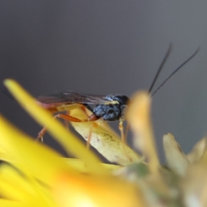 Ichneumonoidea (Superfamily) at Red Hill to Yarralumla Creek - 29 Jan 2024