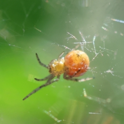 Linyphiidae (family) (Money spider or Sheet-web spider) at Hughes Grassy Woodland - 29 Jan 2024 by LisaH