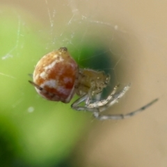 Linyphiidae (family) at Hughes Grassy Woodland - 29 Jan 2024 06:45 PM