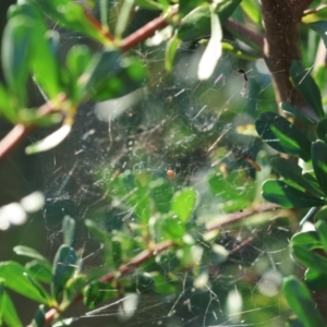 Linyphiidae (family) at Hughes Grassy Woodland - 29 Jan 2024 06:45 PM