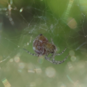 Linyphiidae (family) at Hughes Grassy Woodland - 29 Jan 2024 06:45 PM