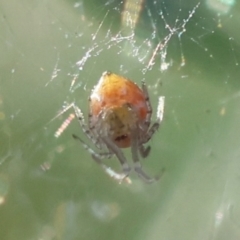 Linyphiidae (family) at Hughes Grassy Woodland - 29 Jan 2024