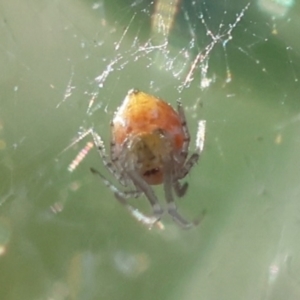 Linyphiidae (family) at Hughes Grassy Woodland - 29 Jan 2024 06:45 PM