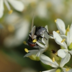 Phasia sp. (genus) at Hughes Grassy Woodland - 29 Jan 2024