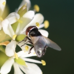 Phasia sp. (genus) at Hughes Grassy Woodland - 29 Jan 2024