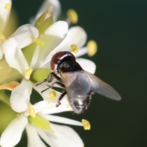 Phasia sp. (genus) at Hughes Grassy Woodland - 29 Jan 2024