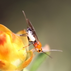 Braconidae (family) (Unidentified braconid wasp) at Hughes Grassy Woodland - 29 Jan 2024 by LisaH