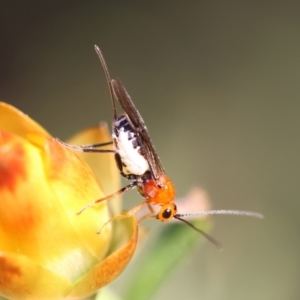 Braconidae (family) at Red Hill to Yarralumla Creek - 29 Jan 2024