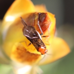 Braconidae (family) at Red Hill to Yarralumla Creek - 29 Jan 2024 06:33 PM